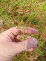 Bowlesia incana