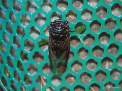 Cryptotympana mandarina