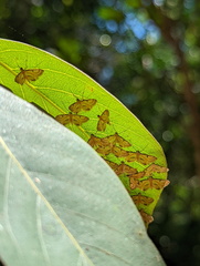 Tetrernia teminitis