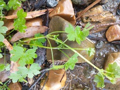 Bowlesia incana
