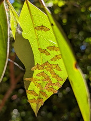 Tetrernia teminitis