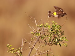 Crithagra reichenowi