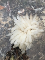 Sepioteuthis australis