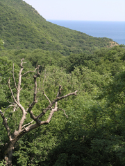Fraxinus angustifolia oxycarpa