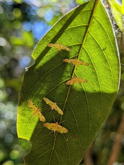 Tetrernia teminitis