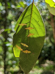 Tetrernia teminitis