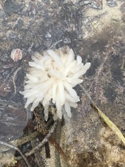 Sepioteuthis australis