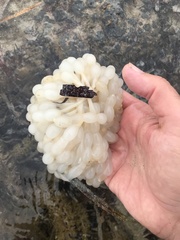 Sepioteuthis australis