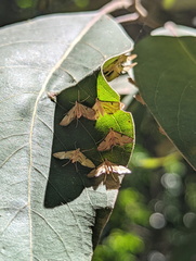 Tetrernia teminitis