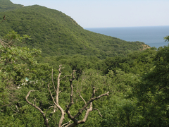 Fraxinus angustifolia oxycarpa