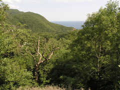Fraxinus angustifolia oxycarpa