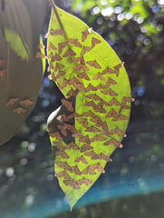 Tetrernia teminitis