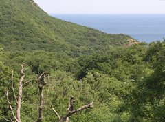 Fraxinus angustifolia oxycarpa