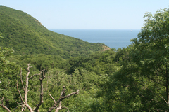 Fraxinus angustifolia oxycarpa