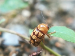 Cryptocephalus guttulatellus