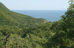 Fraxinus angustifolia oxycarpa