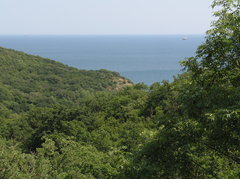 Fraxinus angustifolia oxycarpa