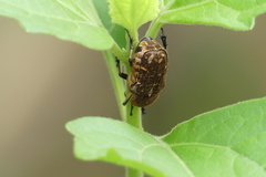 Goliathopsis ferreroi