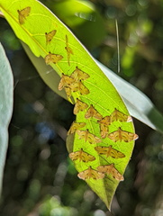Tetrernia teminitis