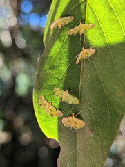 Tetrernia teminitis