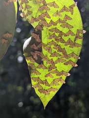Tetrernia teminitis