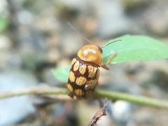 Cryptocephalus guttulatellus