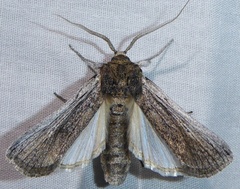 Melitara subumbrella
