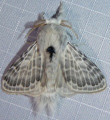 Apotolype brevicrista