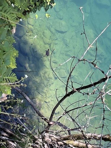 iNaturalist observation photo of Northwestern Pond Turtle