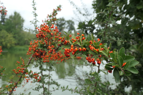 scarlet firethorn (Pyracantha coccinea)