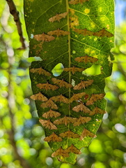 Tetrernia teminitis