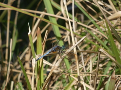 Pachydiplax longipennis