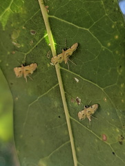 Tetrernia teminitis