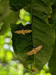 Tetrernia teminitis