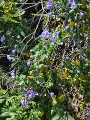 Solanum umbelliferum clokeyi