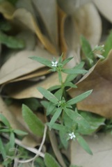 Houstonia parviflora