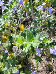 Solanum umbelliferum clokeyi