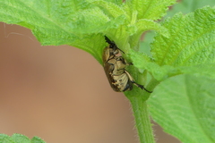 Goliathopsis ferreroi