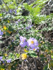 Solanum umbelliferum clokeyi