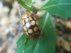 Cryptocephalus guttulatellus