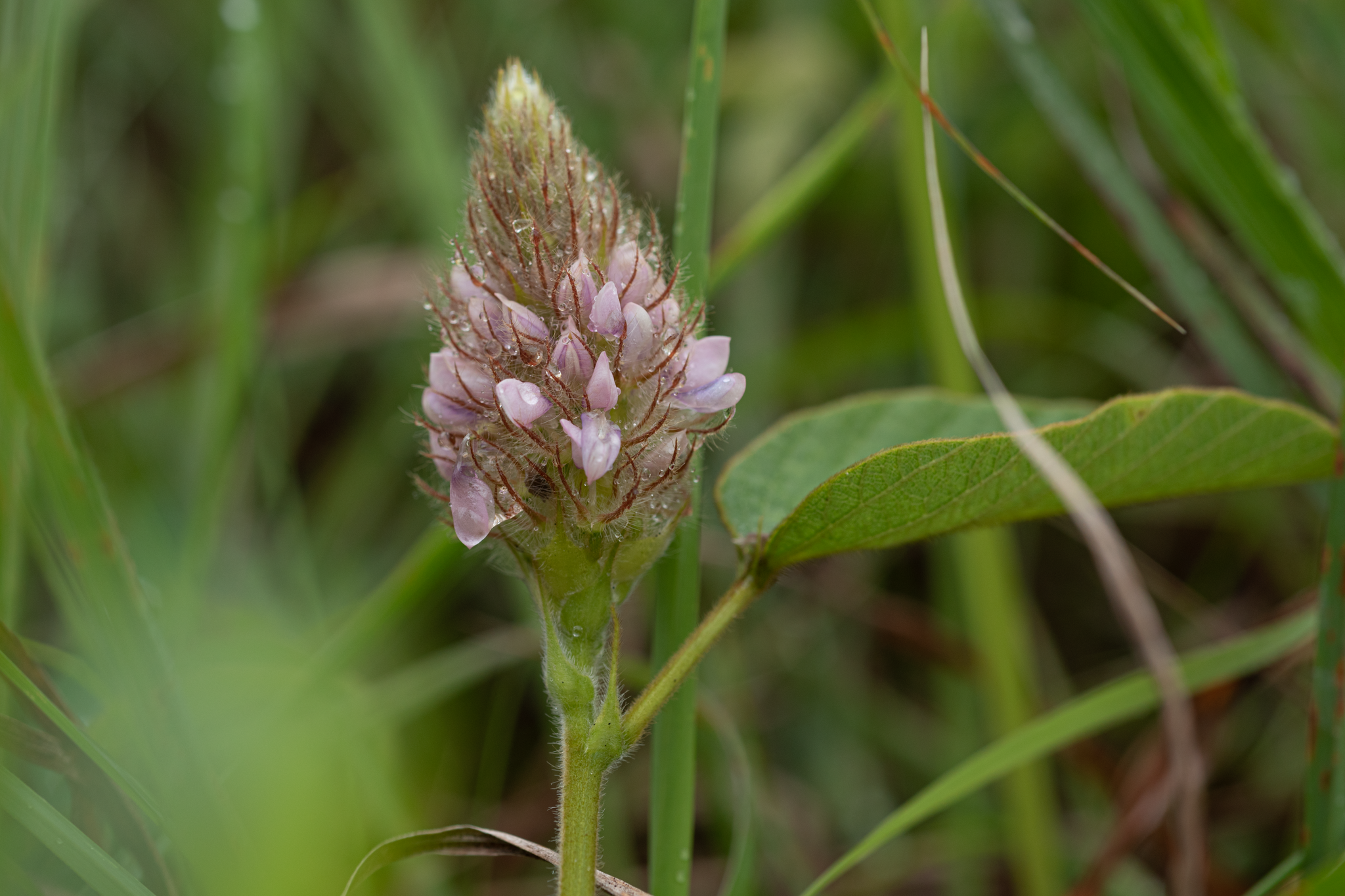 Image of Uraria lagopodioides by (c) 國立臺灣博物館, some rights reserved (CC BY)