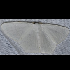 Sericoptera virginaria