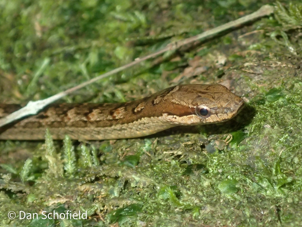 Orange-Bellied Racer