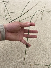 Juncus breweri
