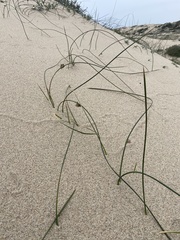 Juncus breweri