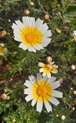 Glebionis coronaria discolor