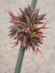 Juncus breweri