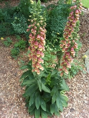 Digitalis
