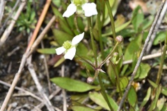Echinodorus berteroi