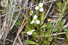 Echinodorus berteroi